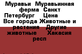 Муравьи, Муравьинная ферма. Санкт-Петербург. › Цена ­ 550 - Все города Животные и растения » Другие животные   . Хакасия респ.